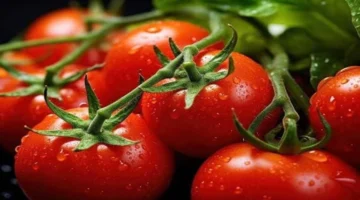 نقيب الفلاحين يحدد موعد بدء تراجع أسعار الطماطم في الأسواق المصرية